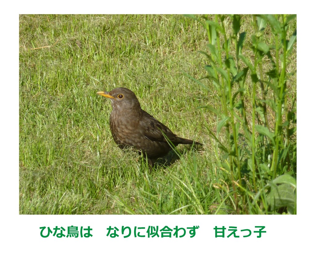 まだ鳴かぬ