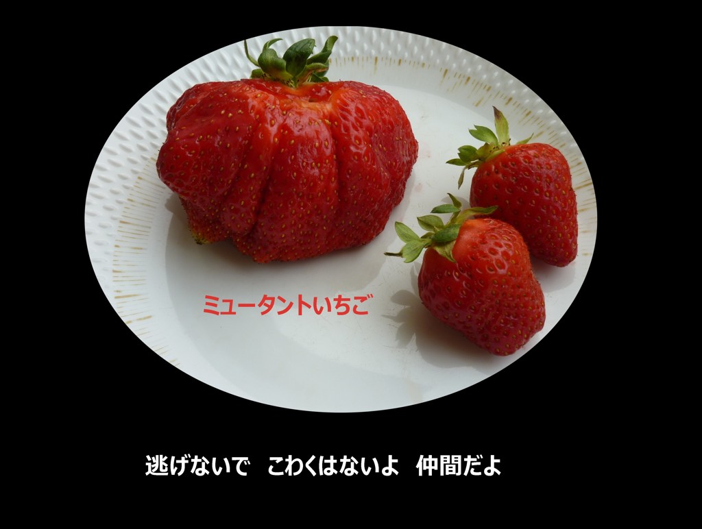 大いちご