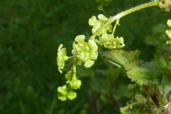 セイヨウスグリの花１