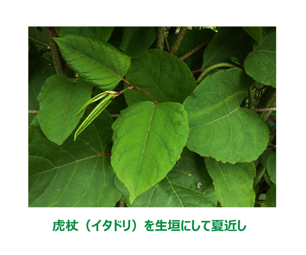 垣根なる By 旅鈴 Id 写真共有サイト Photohito