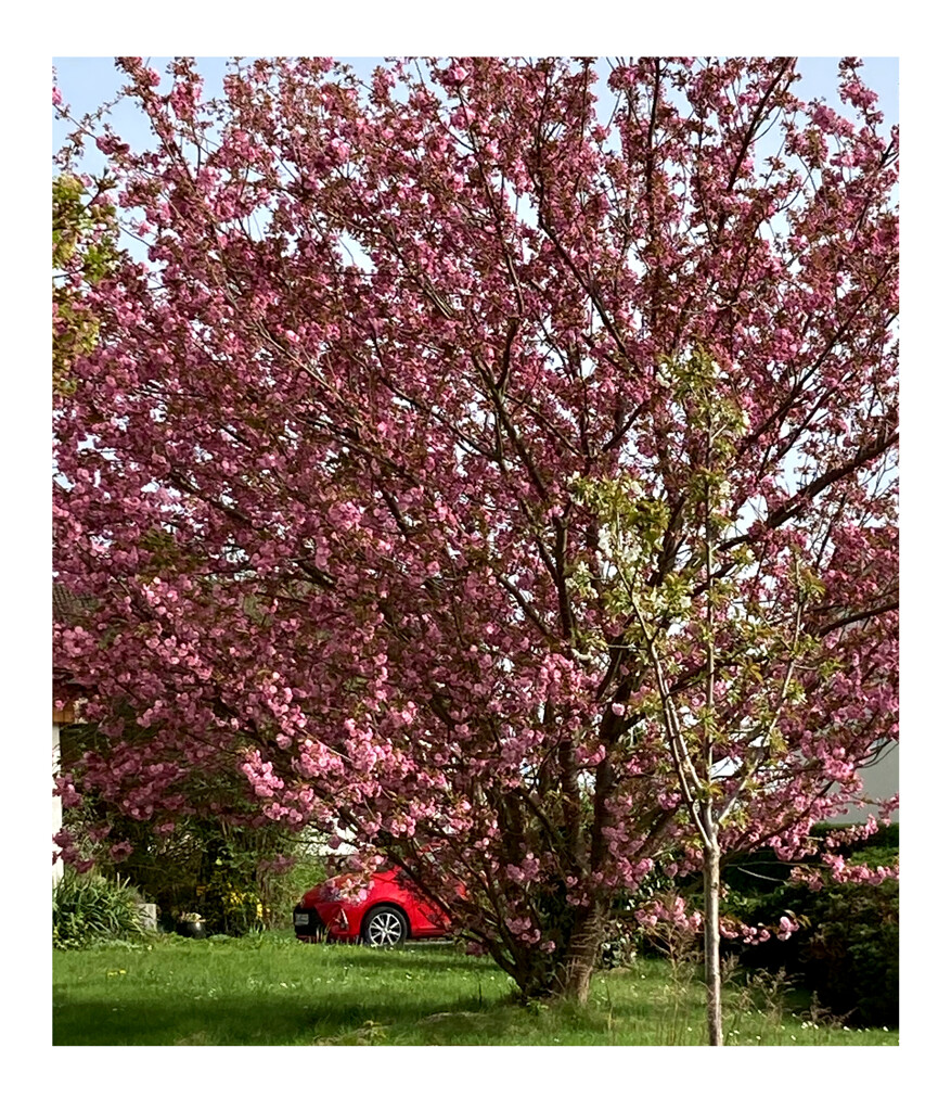 八重桜とレッドカー