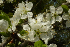 これがプラムの花