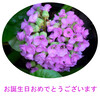 ５月にお誕生日を迎えられる方に