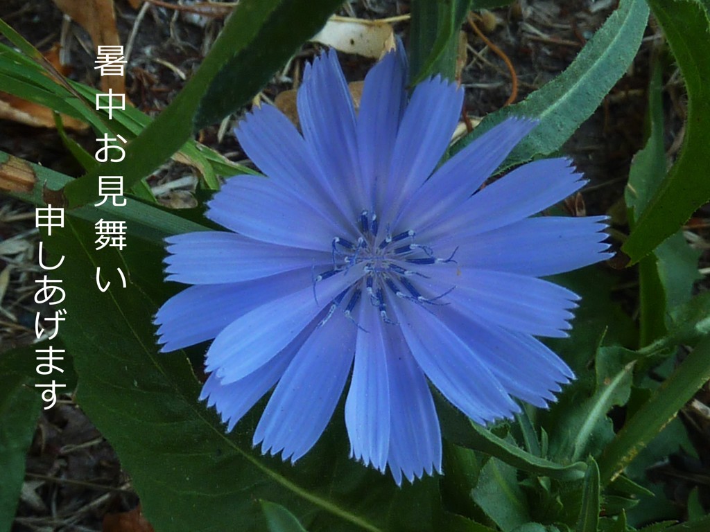 青い花 By 旅鈴 Id 7970454 写真共有サイト Photohito