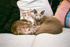 cat
