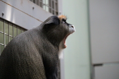ブラッザグェノン
