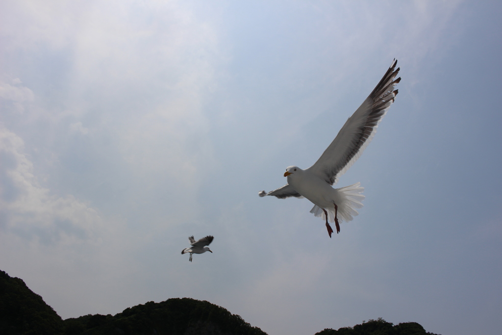 カモメ