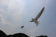 カモメ