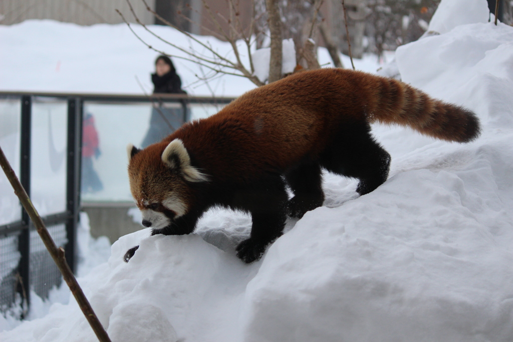 レッサーパンダ
