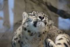 ユキヒョウ