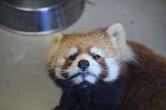 ギンちゃん⑦