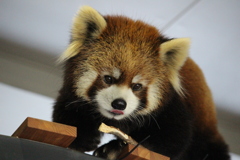 ホクトくん⑥