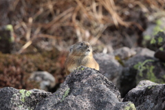 ナキウサギ⑩
