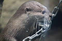 コツメカワウソ