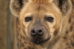 ブチハイエナ