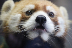 ギンちゃん⑧