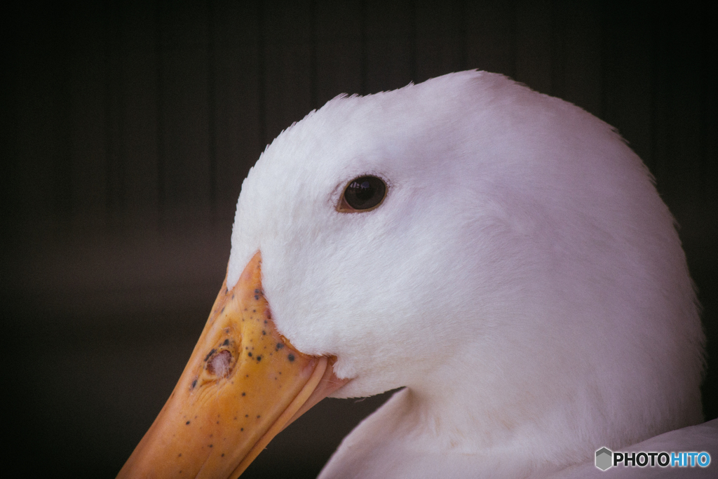 びじん