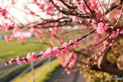 春への通学路