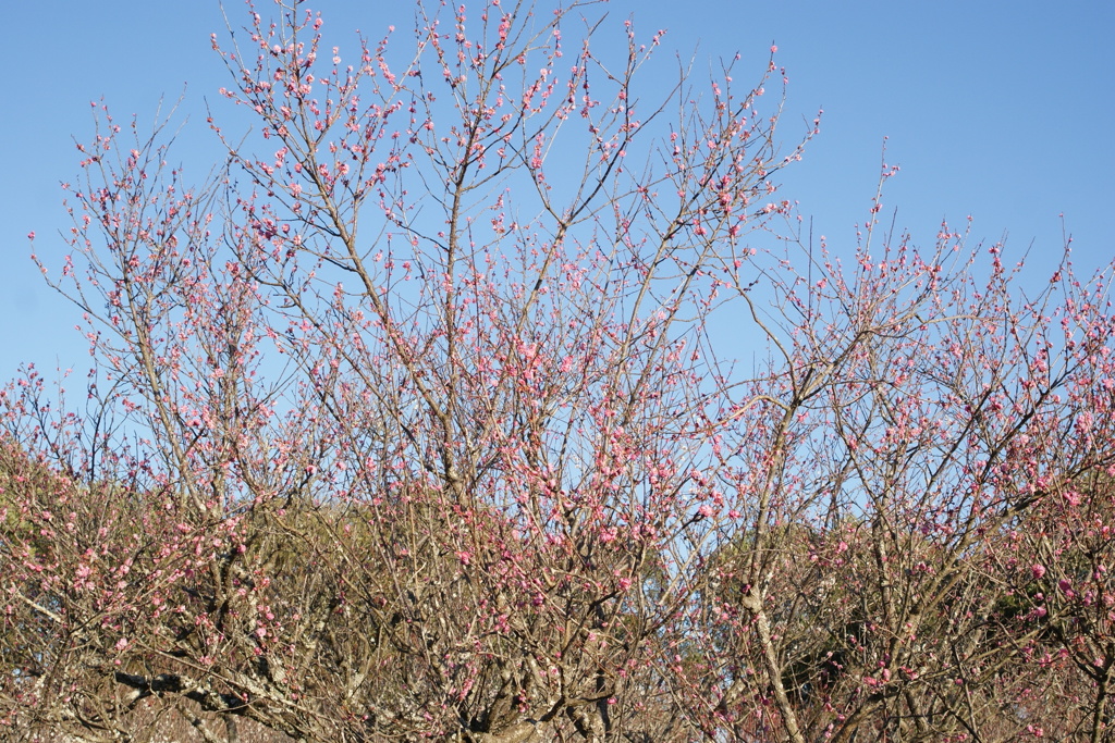 DSC07779