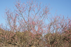 DSC07779