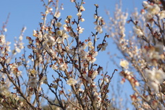 DSC07772