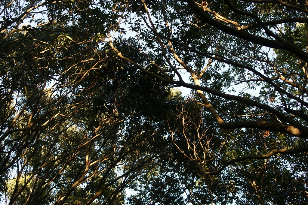 DSC07785