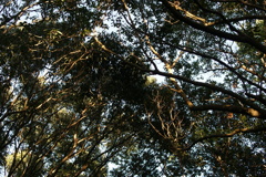 DSC07785