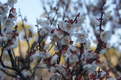 DSC07775