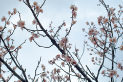 八木山高原花木園