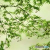 緑輝く