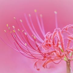 情熱