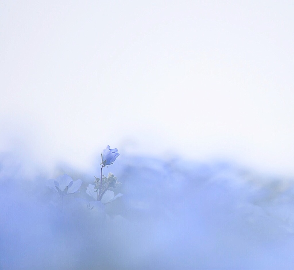 花開く時を待つ