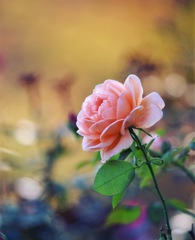 11月の薔薇