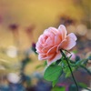 11月の薔薇