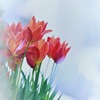 春が来ました
