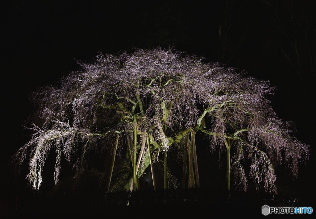 奥山田の枝垂れ桜