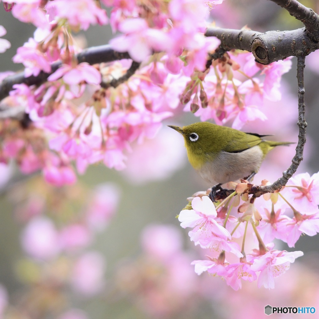 春の日