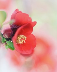木瓜の花