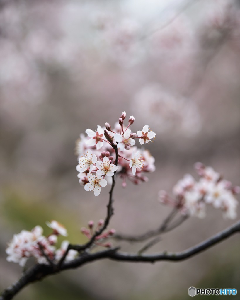 桃の花咲く