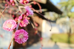 春がきたのかなぁ？