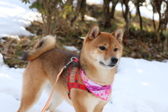 雪まろん