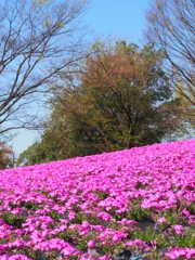 芝桜