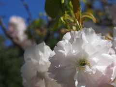 八重桜