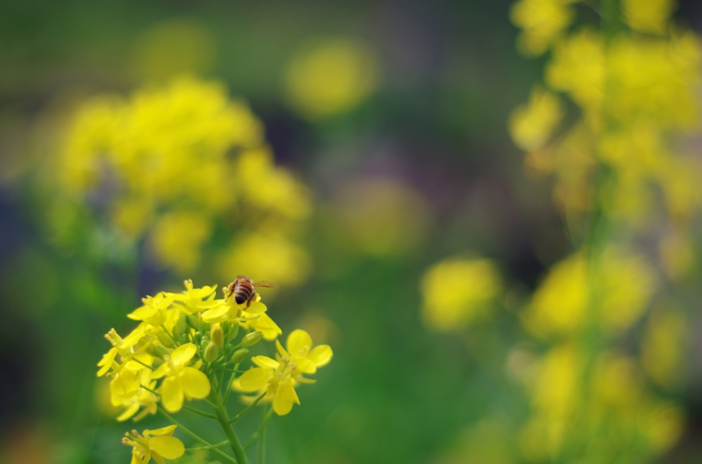 菜の花とみつばち