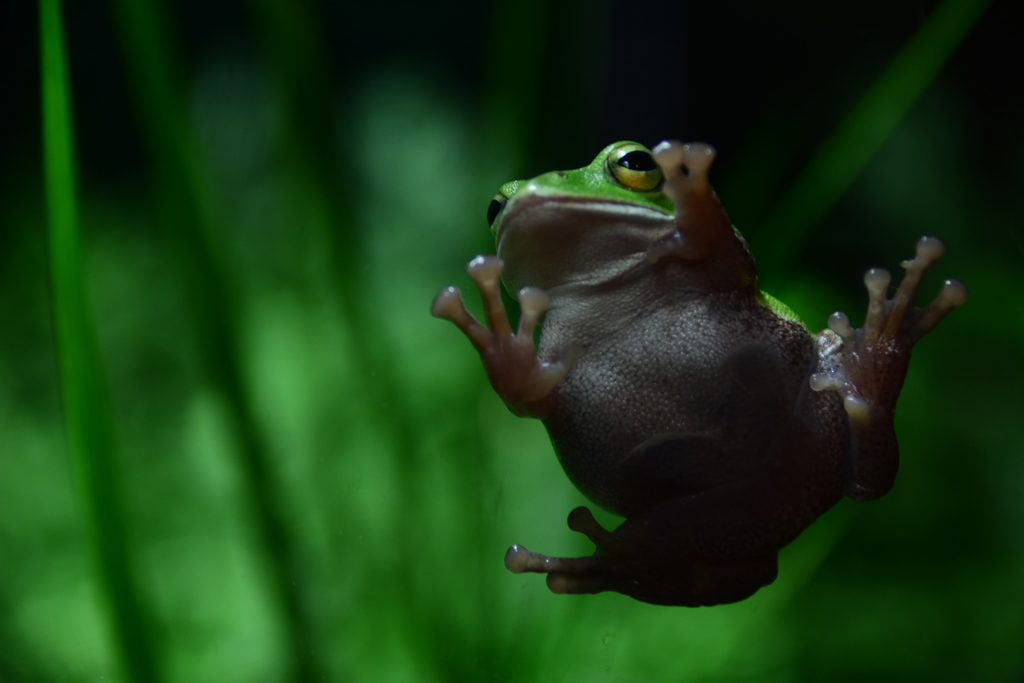 ぺとり