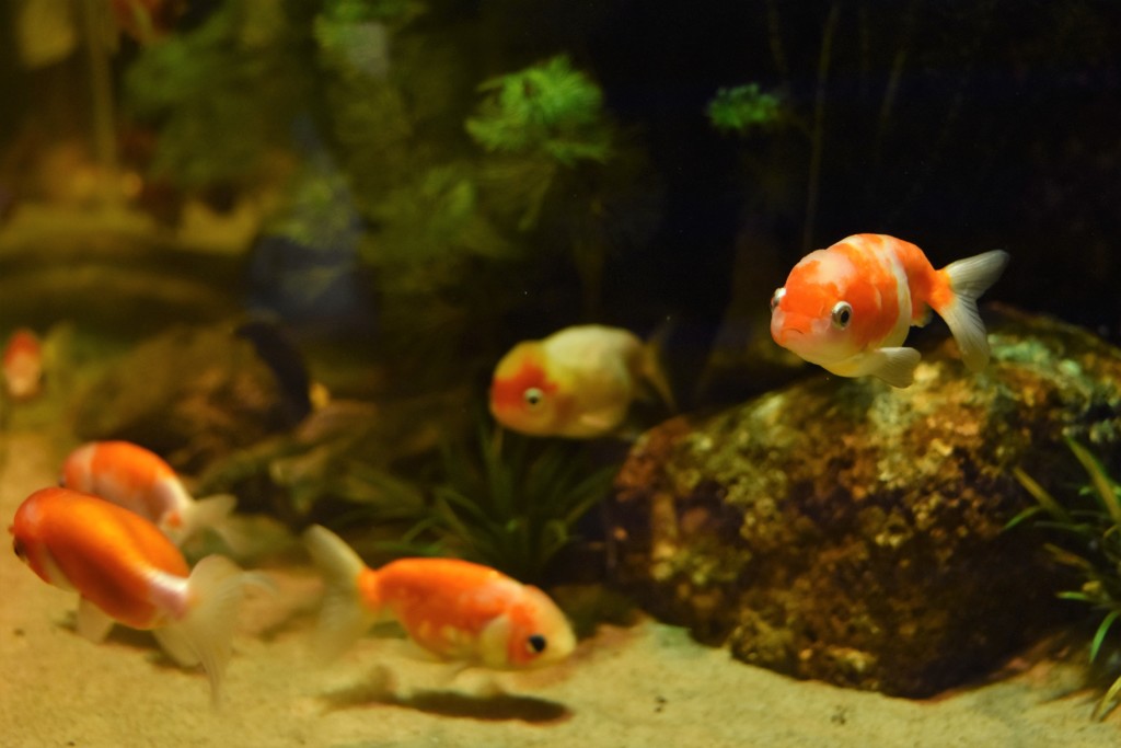 きんぎょ