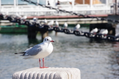 みなとみらいのカモメ