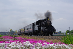 ＳＬもおか号と芝桜