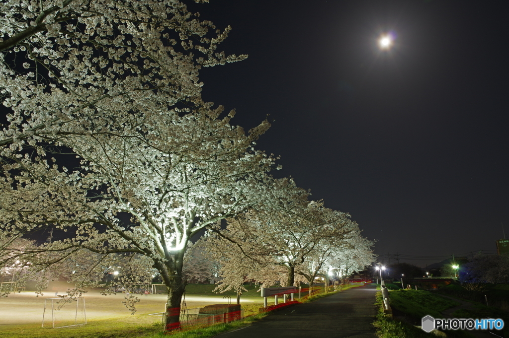 月と桜