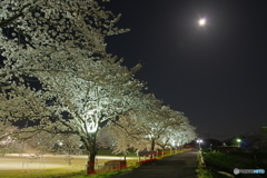 月と桜